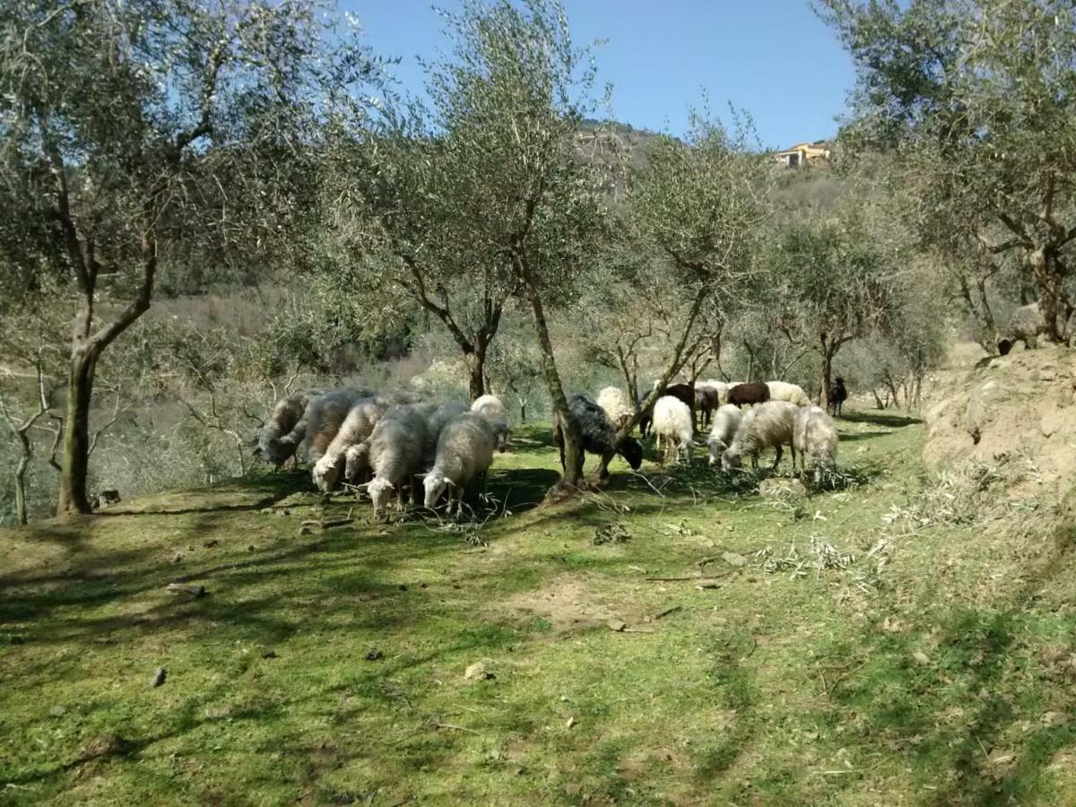 Agriturismo Borgo Mocale Castelfranco di Sopra Bagian luar foto